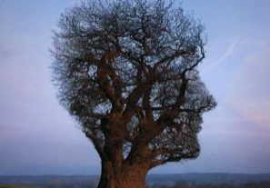 a large tree in the shape of a human head